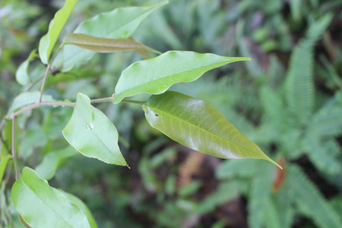Doona trapezifolia Thwaites